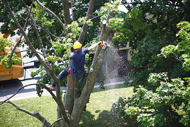 Professional Tree Removal Services in Salt Lake City, UT